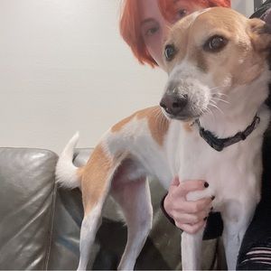 Meet your Posher, Rhys!